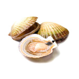 Coquille schelpen